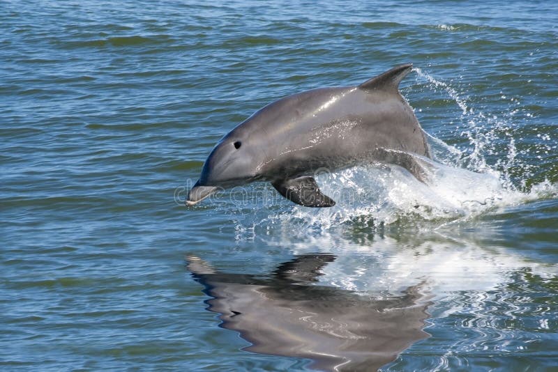 Jumping Dolphin