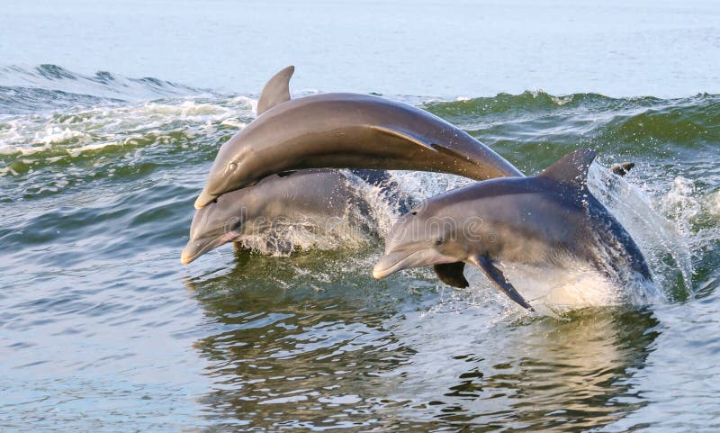 Jumping Dolphins