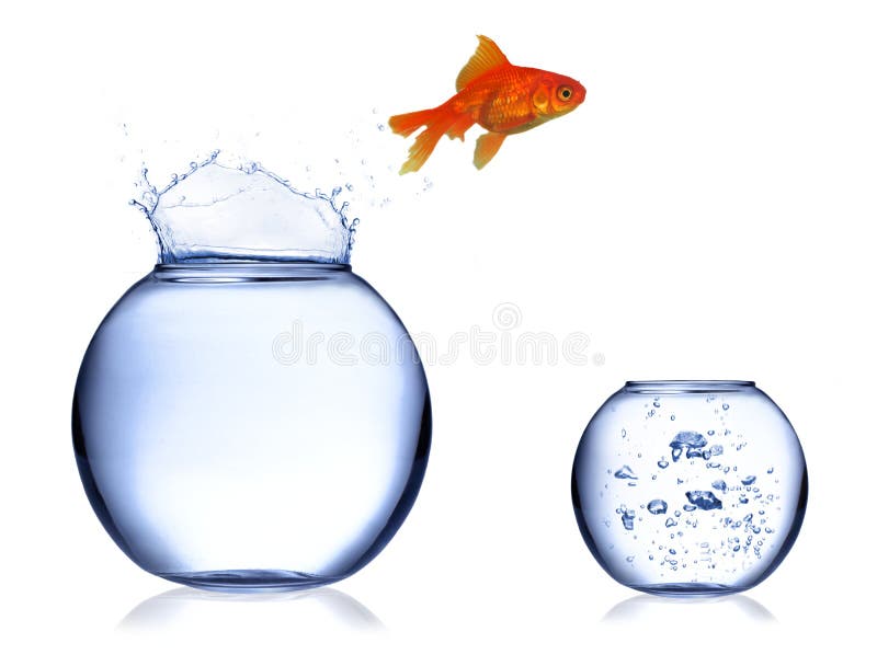 Jumping Out Fish From Aquarium Stock Photo Image of fish, jumper