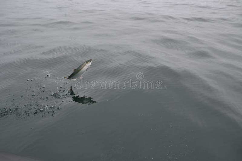 Jumping Fish Stock Photos Download 5,423 Royalty Free Photos