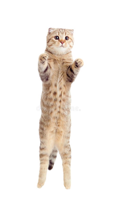 Jumping flying kitten or cat striped isolated