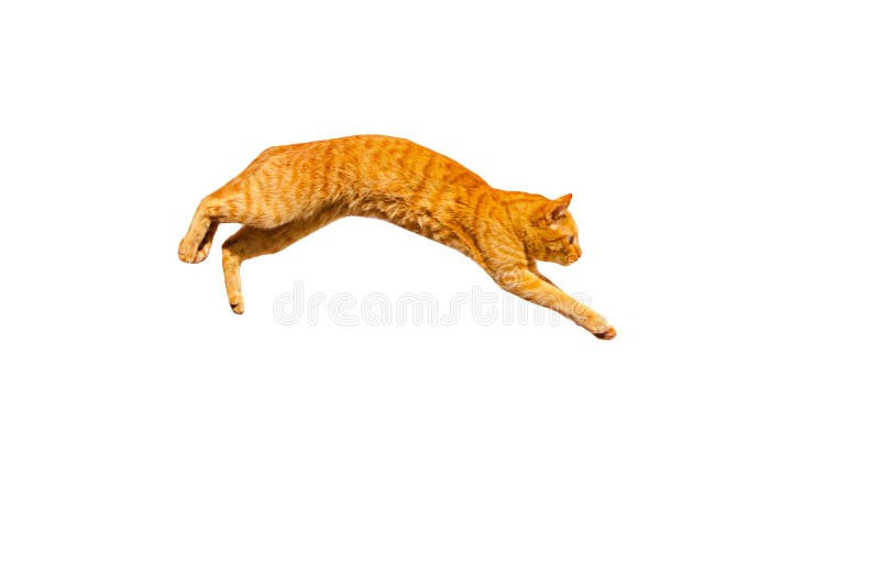 Jumping ginger cat isolated on a white background