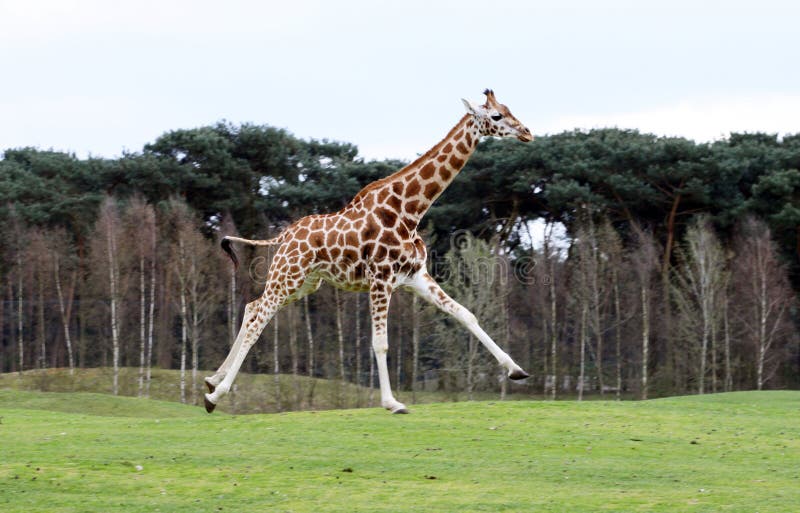 Jumping giraffe stock image. Image of long, giraffe, summer 32380031