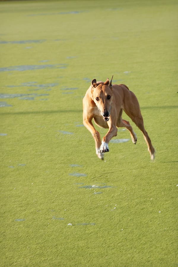 Jumping Greyhound