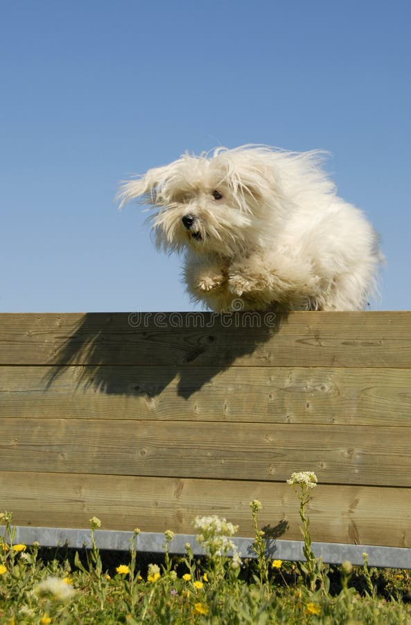 Jumping maltese dog royalty free stock images Jumping maltese dog royalty free stock images