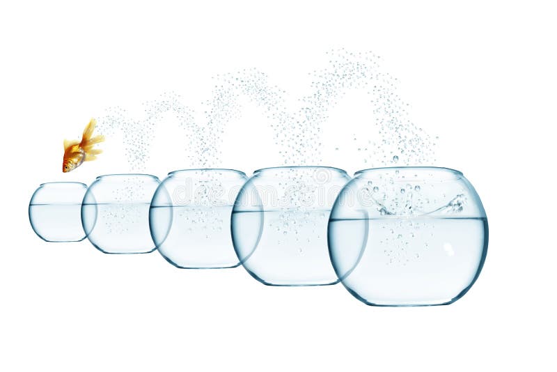 Jumping Out Fish from Aquarium Stock Photo Image of fish, jumper