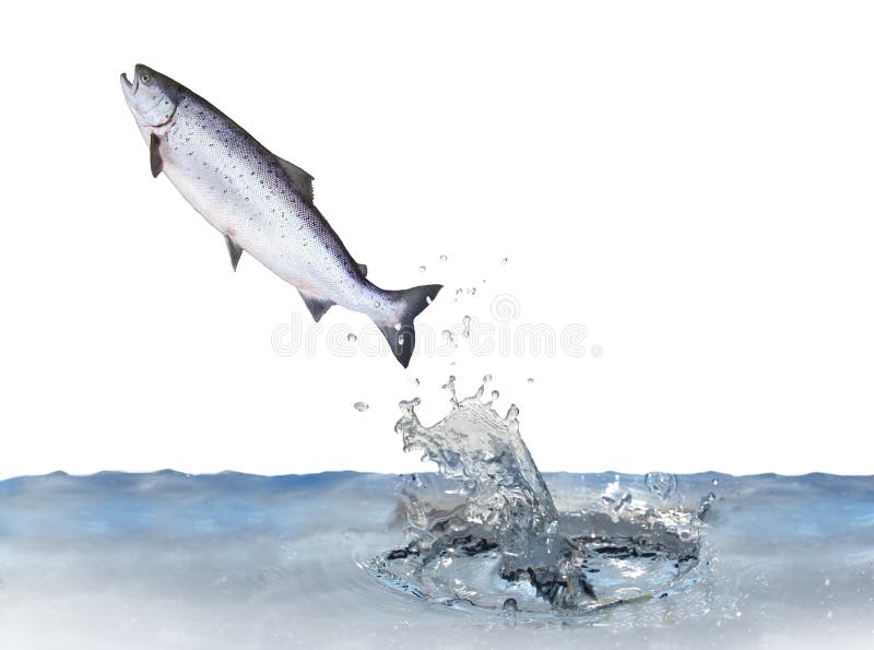 Jumping Out From Water Salmon Stock Image Image of jump, meal 11607439