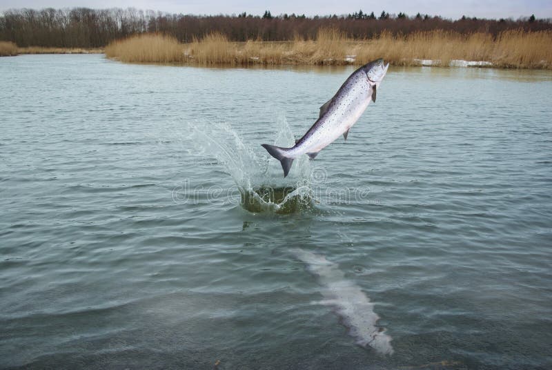 Jumping Out From Water Salmon Stock Photo Image of luxury, nature