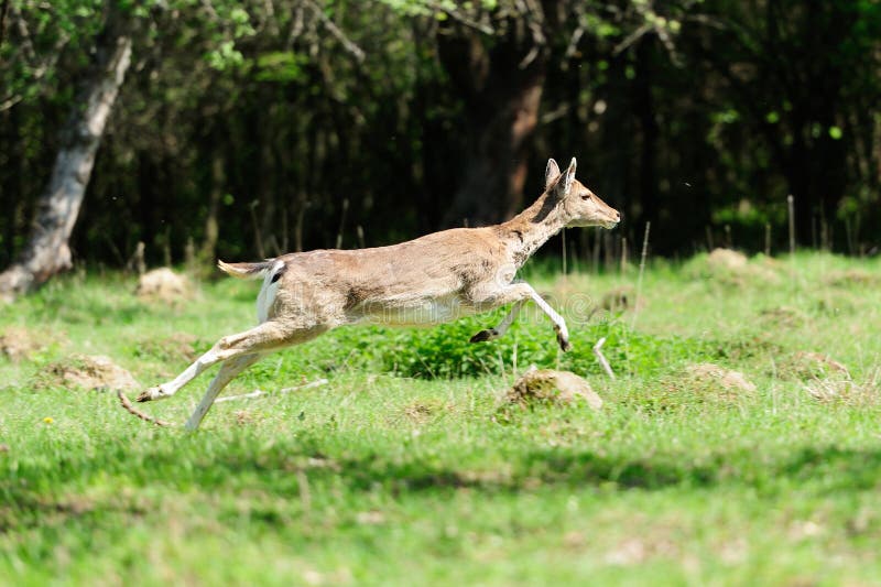 1,592 Jumping Deer Stock Photos Free & RoyaltyFree Stock Photos from