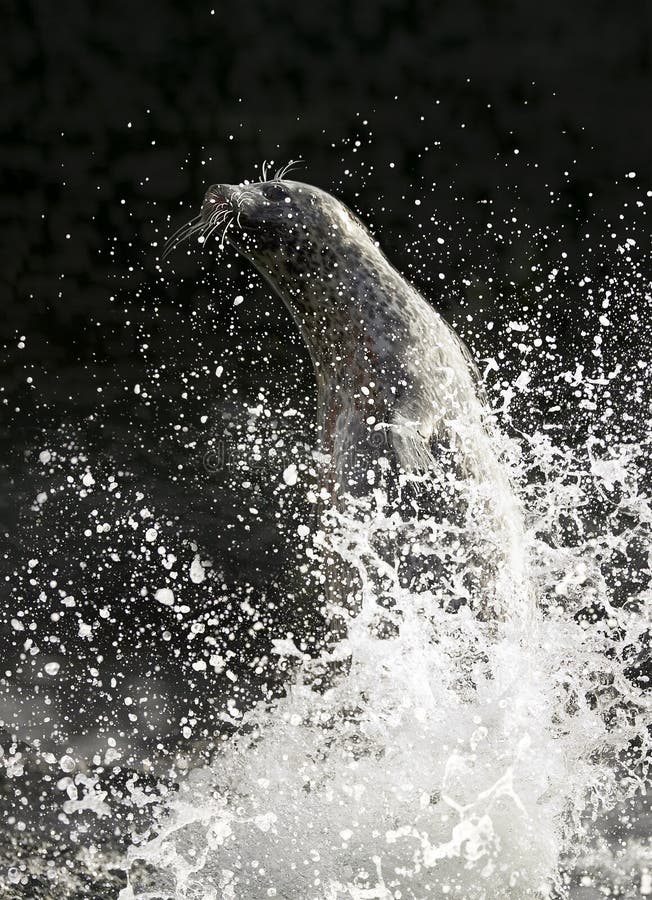 Jumping Sealion stock image. Image of leaping, mammal 4841375