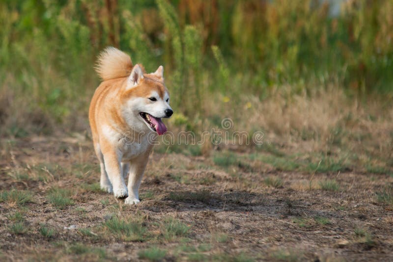 Jumping Shiba Inu in the Grass Stock Image Image of japanese