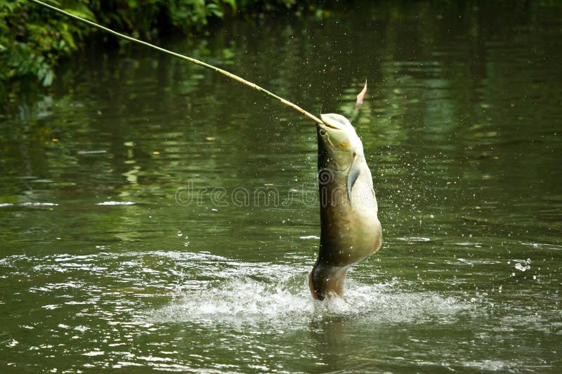 Jumping silver arowana stock image Image of visit jump 