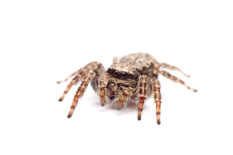 Jumping spider