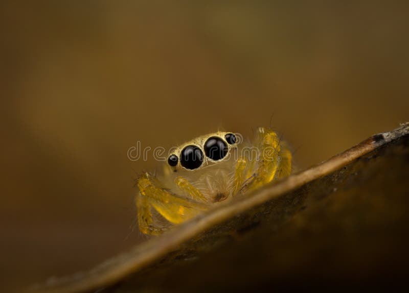 Jumping spider yellow with big black eyes. Jumping spider yellow with big black eyes