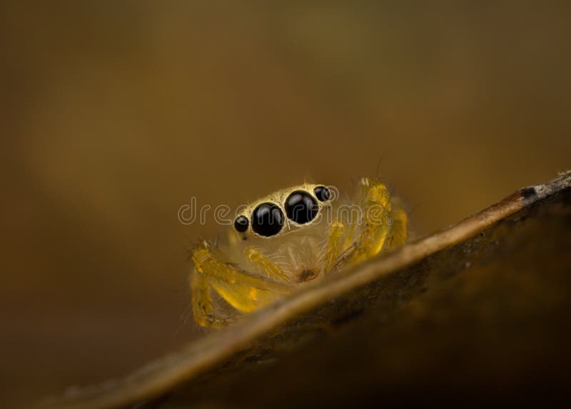 Jumping spider black eyes stock image Jumping spider black eyes stock image
