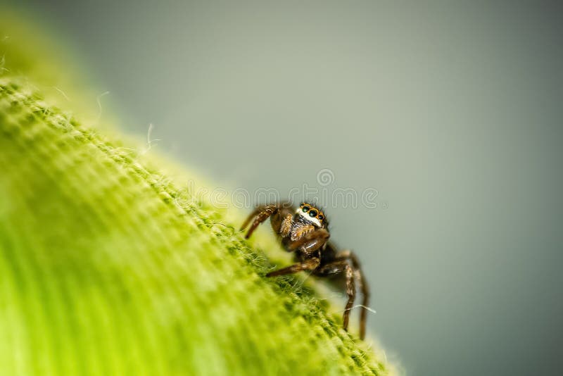 Premium Photo  The spider climbs on the web with blurry green