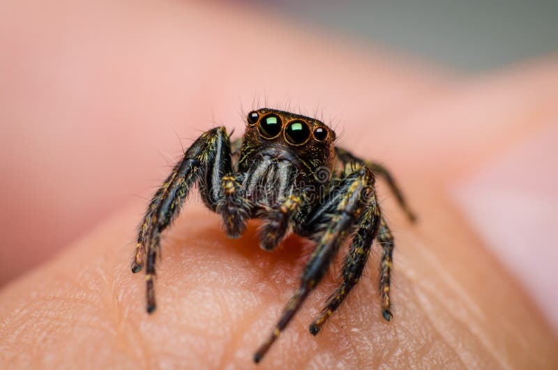 Jumping spider stock image. Image of jumping, spider 52082879