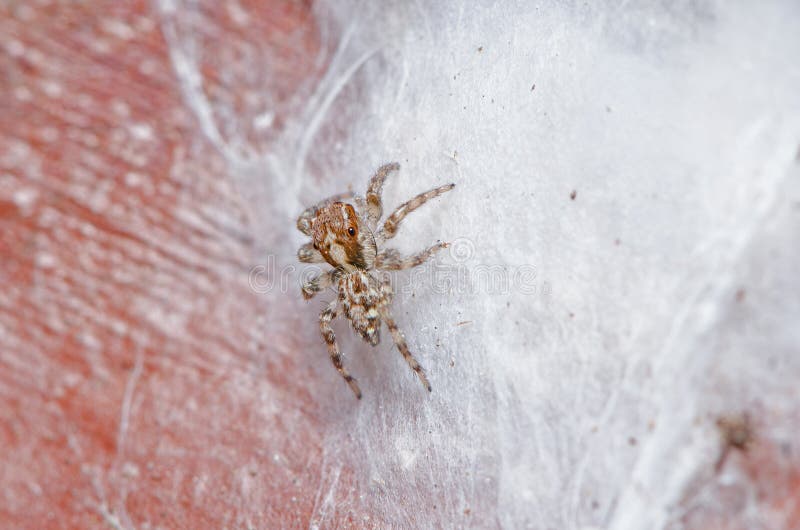 Jumping Spider Egg Stock Photos Free & RoyaltyFree Stock Photos from