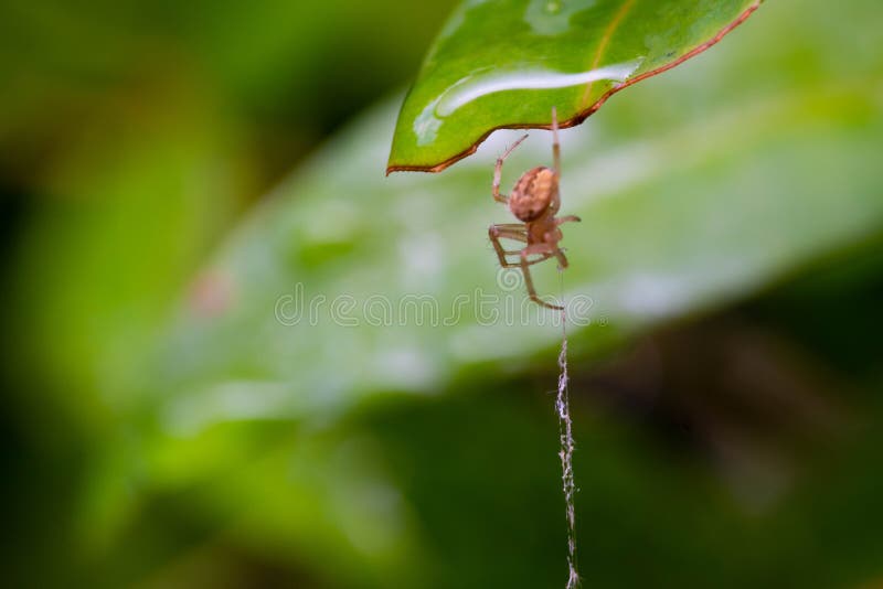 Jumping Spider Hang on  through the Corner Green Leaf Stock Photo