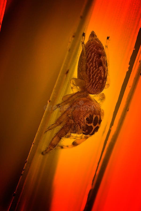 Jumping spider on a leaf