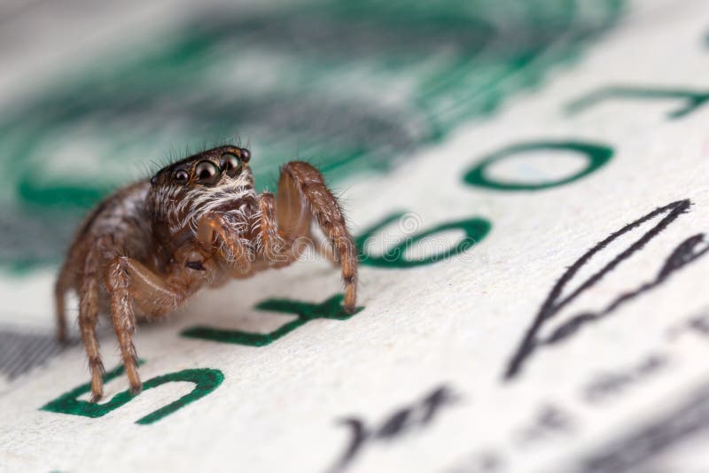 Jumping spider and money stock images