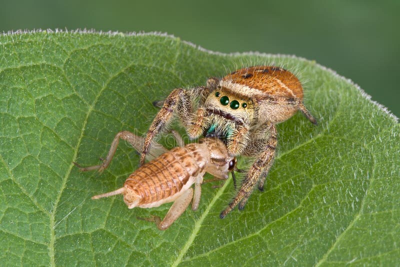 Jumping spider with prey