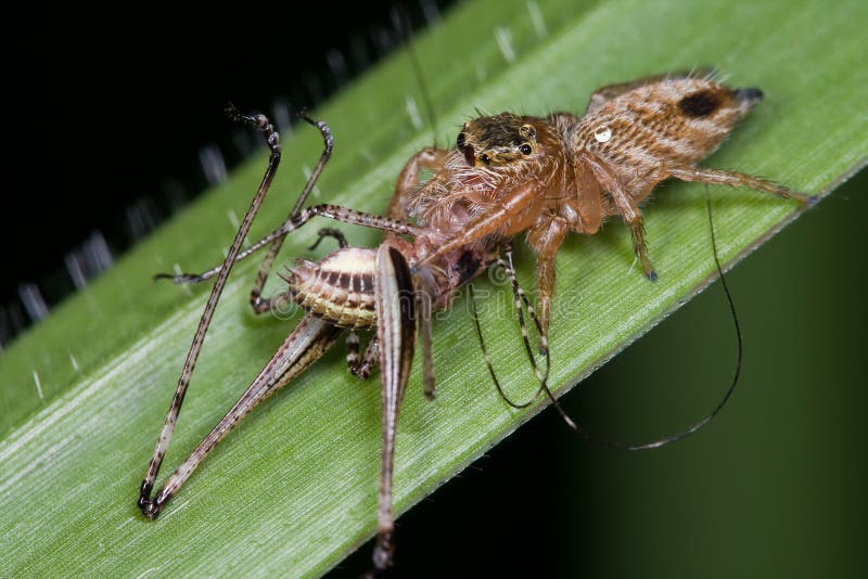 Jumping Spider With Prey A Cricket Stock Photo Image 12090580
