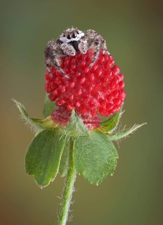 Jumping spider on tiny fruit