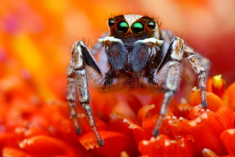 Jumping spider from Turkey 2 royalty free stock photos
