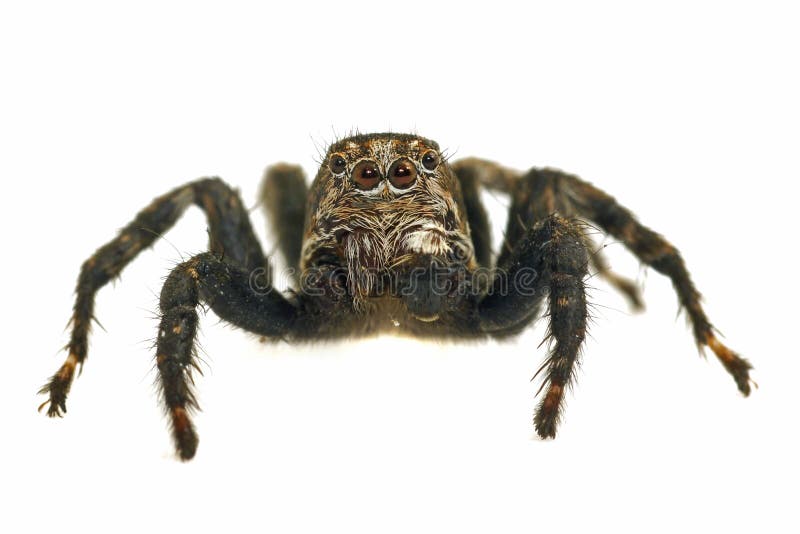 Jumping Spider On White Background Royalty Free Stock Photography