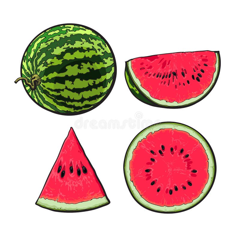 Jumătate de sfert întreg și felie de schiță cu pepene copt ilustrată royalty free illustration