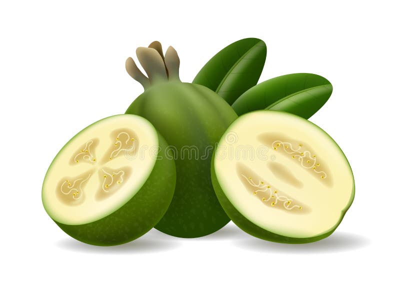 Jumătate întreagă de sellowiana și felii stock illustration