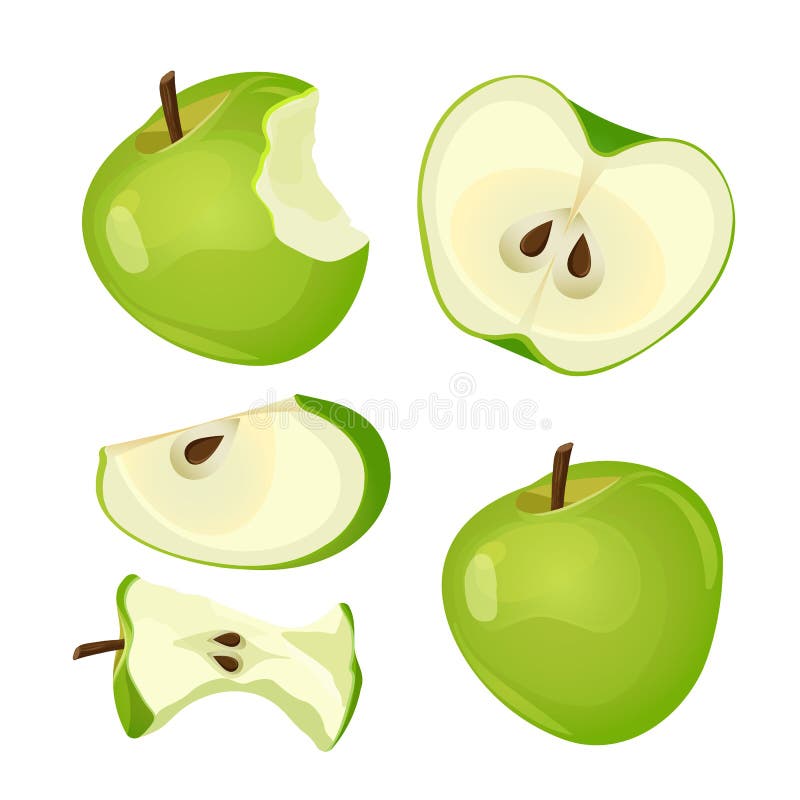 Jumătatea întreagă de măr și felia izolată pe fond alb vector illustration