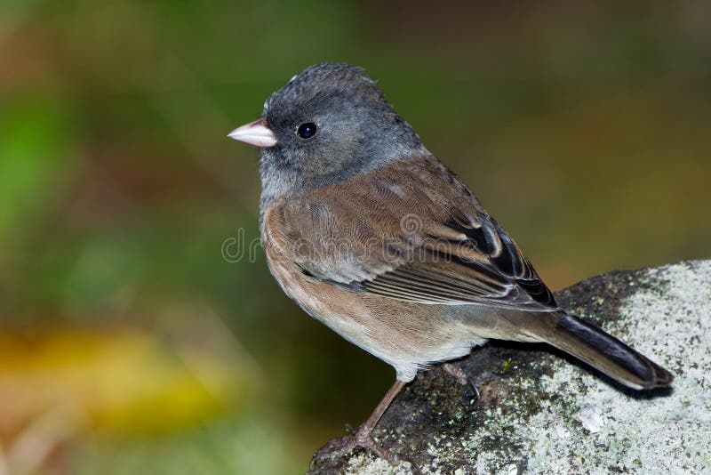 Junco-de-olhos-escuros fotografia de stock royalty free
