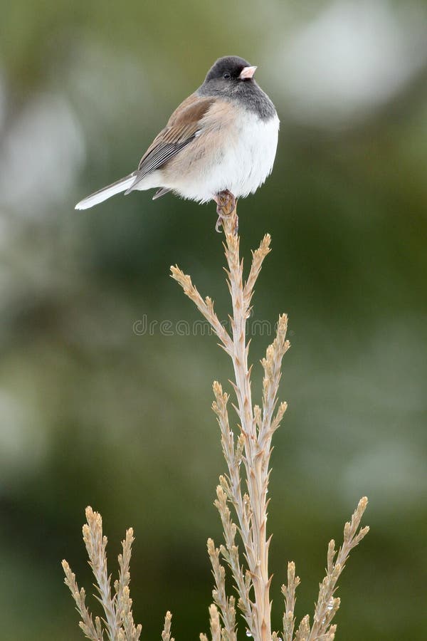 Junco observado oscuridad que se sienta en el top del árbol fotografía de archivo libre de regalías