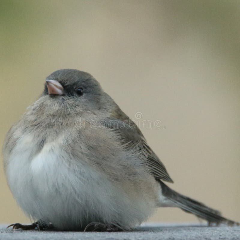 junco się ciemności zdjęcie stock junco się ciemności zdjęcie stock