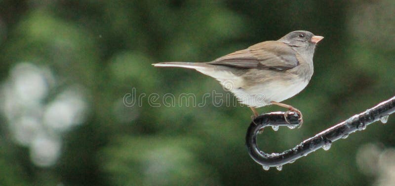 102 Slate Colored Junco Stock Photos Free & RoyaltyFree Stock Photos