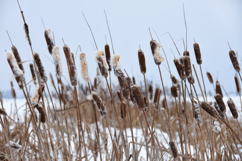 Juncos cobertos de vegetação no inverno no lago fotos de stock Juncos cobertos de vegetação no inverno no lago fotos de stock