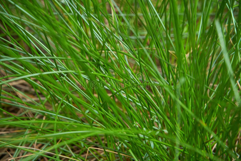 Juncus Effusus Soft Rush is Used for Tatami Mat Materials in Japan