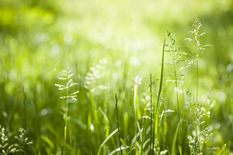 June green grass flowering