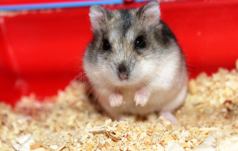 Jungar hamster. stock image. Image of little, fuss, jungar 23799947