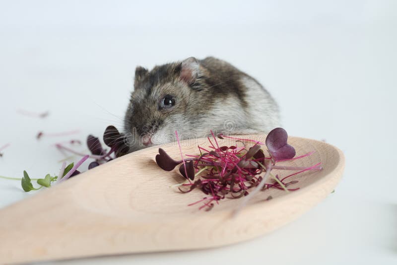 Little curious hamster on a white table with fresh microgreens in a wooden spoon. The concept of wholesome food, superfood. Hamster eats healthy food. Little curious hamster on a white table with fresh microgreens in a wooden spoon. The concept of wholesome food, superfood. Hamster eats healthy food