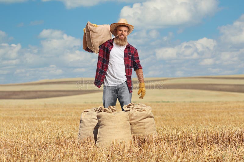 Jungbärenzüchter auf einem Weizenfeld mit Sack lizenzfreie stockbilder