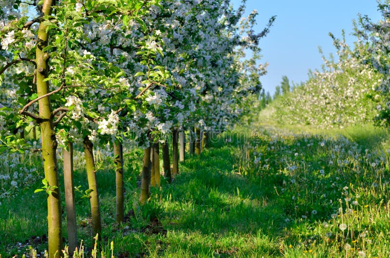 Blühende Apfelbäume Im Garten Am Frühling Stockbild Bild von frühling