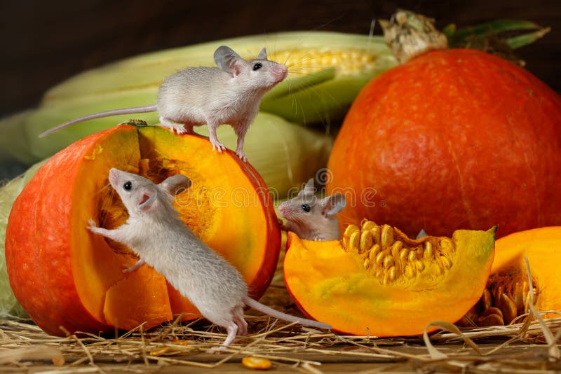 Junge Aufstiege der Nahaufnahme drei Mäuseauf orange Kürbis im Lager lizenzfreies stockfoto Junge Aufstiege der Nahaufnahme drei Mäuseauf orange Kürbis im Lager lizenzfreies stockfoto