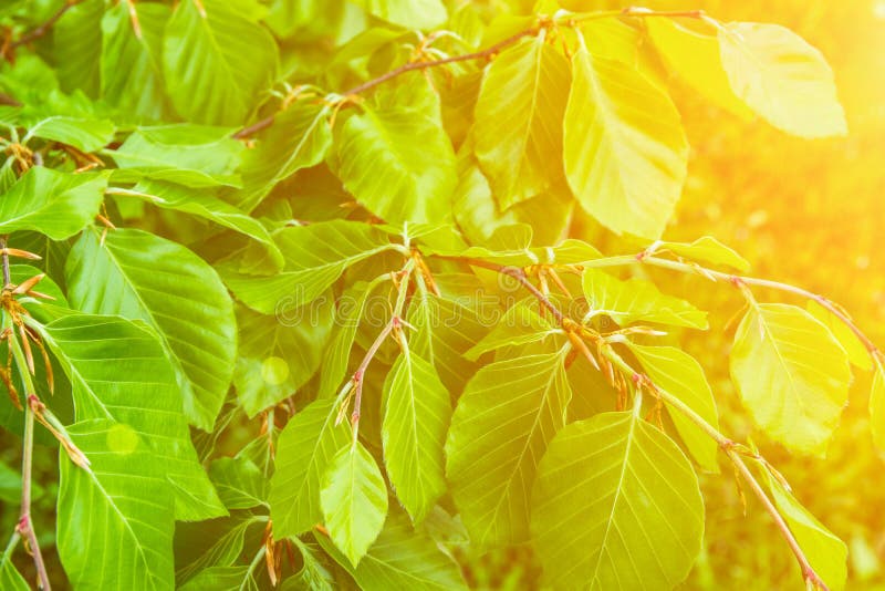 Junge Baumast-neues Grün lässt botanischen Laub-Hintergrund Goldenes Sonnenlicht-Aufflackern Weckende Natur Frühlings-Sommer stockfotos Junge Baumast-neues Grün lässt botanischen Laub-Hintergrund Goldenes Sonnenlicht-Aufflackern Weckende Natur Frühlings-Sommer stockfotos
