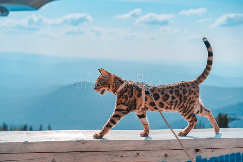 Junge Bengale Katze An Der Leine Stockfoto Bild von