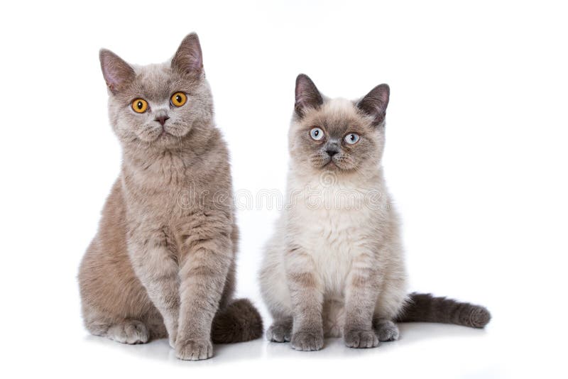 Young british shorthair cats sitting isolated on white background and looking to the camera. Young british shorthair cats sitting isolated on white background and looking to the camera