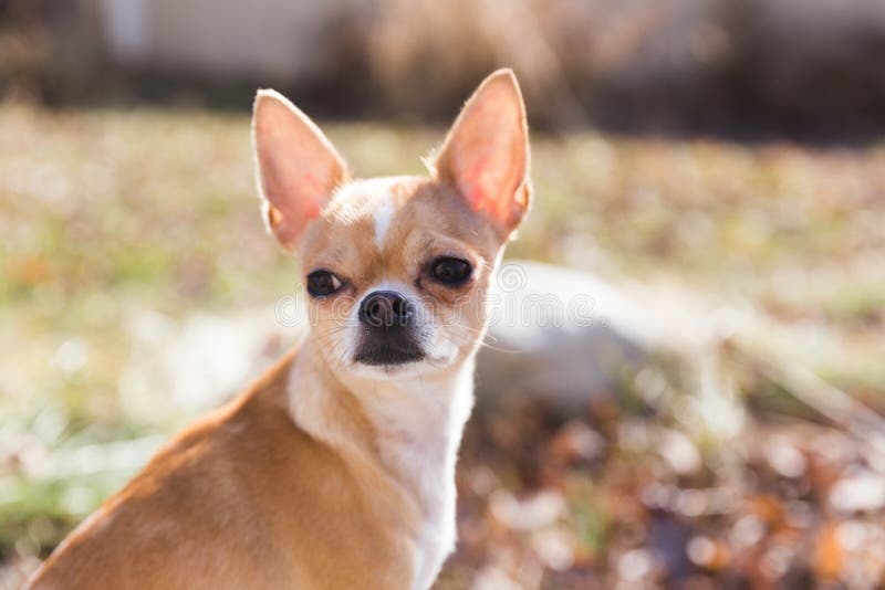 Junge Chihuahua mit den Ohren Perked stockbilder Junge Chihuahua mit den Ohren Perked stockbilder
