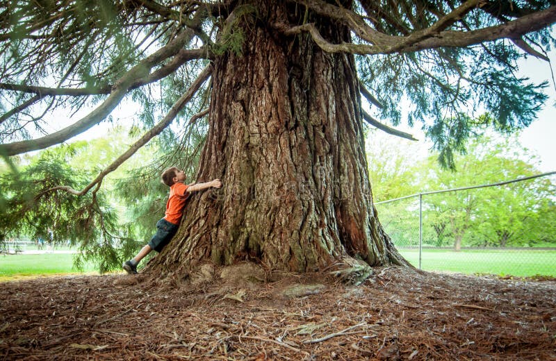 Junge, der einen großen Baum umarmt stockfotos Junge, der einen großen Baum umarmt stockfotos